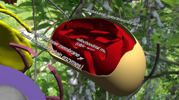 Bioanim Complete screenshot-6