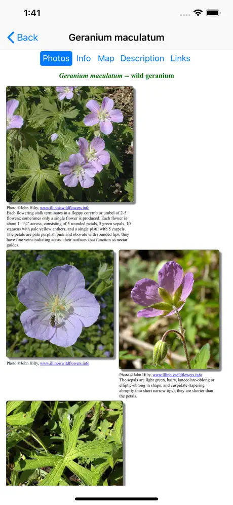 Delaware Wildflowers