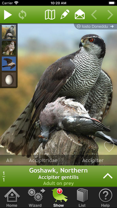 Birds of Britain and Europe Screenshot