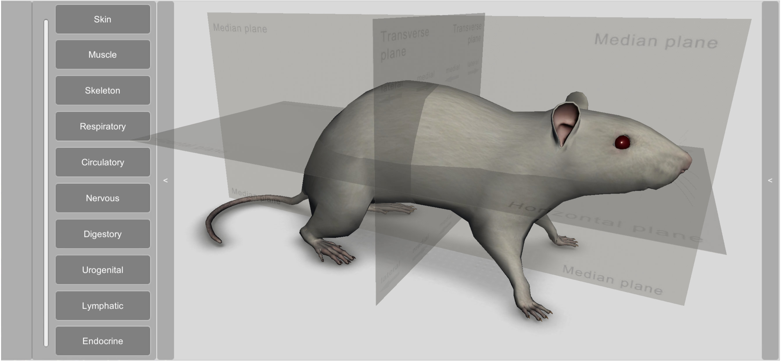 3D Rat Anatomy