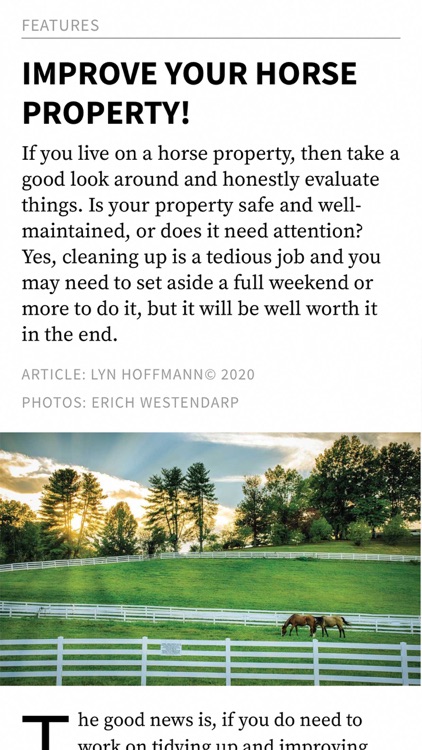 Australian Performance Horse