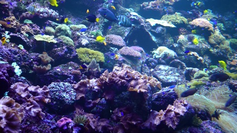 Screenshot #3 for Deap Sea Aquarium 4K