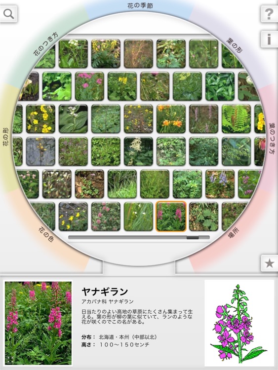 リング図鑑 植物 By 株式会社グレートインターナショナル リング図鑑 植物 By 株式会社グレートインターナショナル