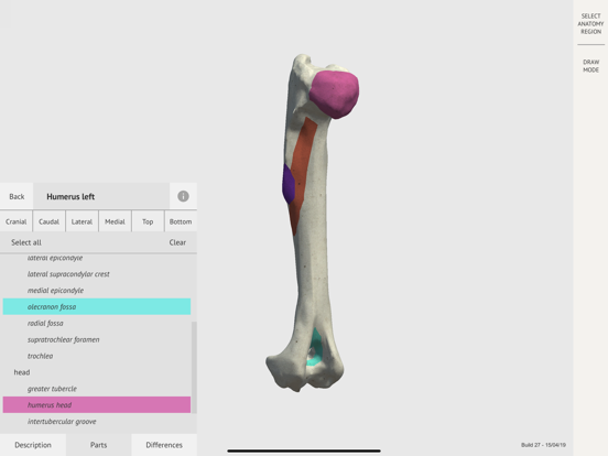 Screenshot #6 pour Dog Skeleton 3D Atlas