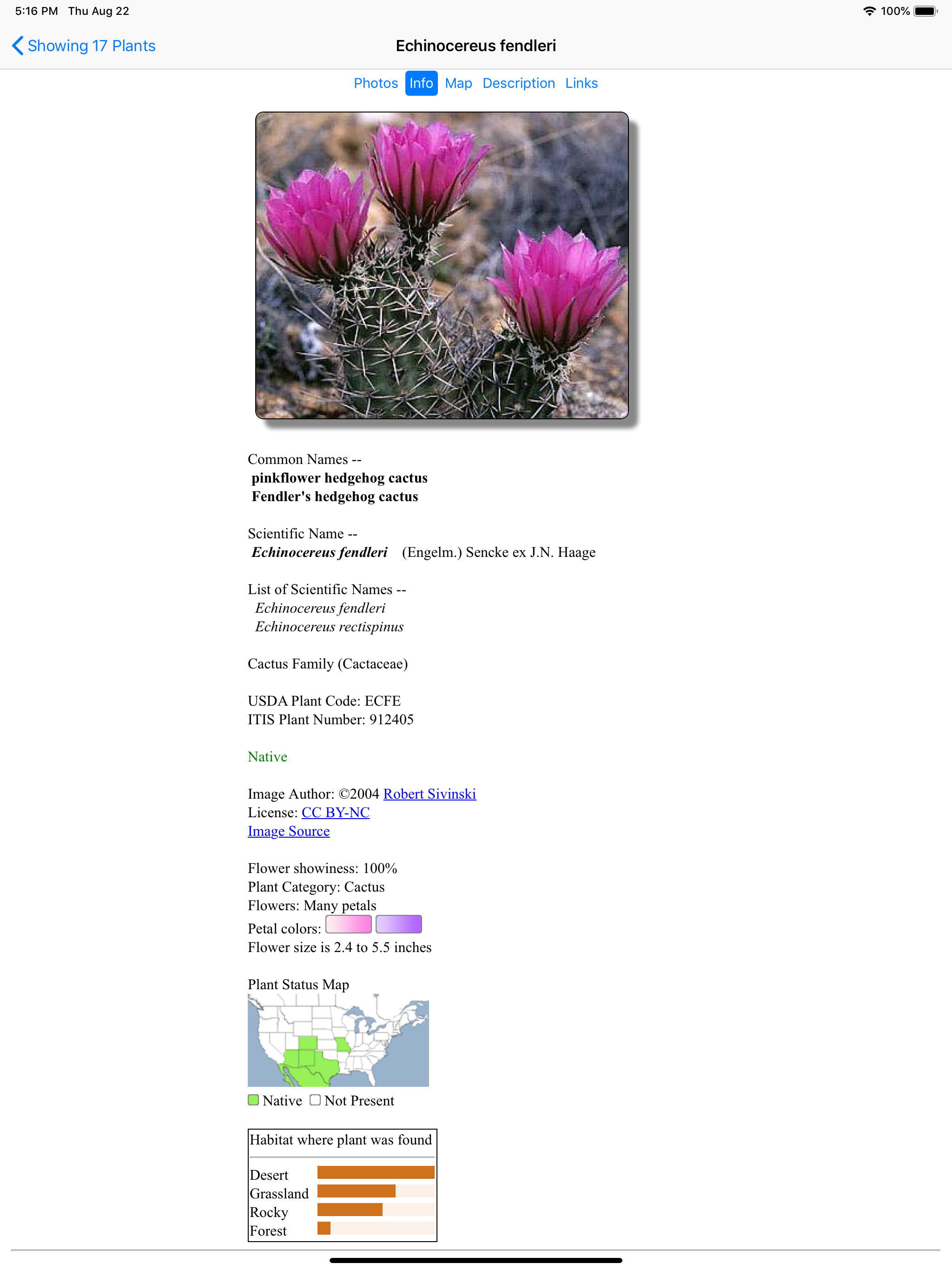 West Texas Wildflowers