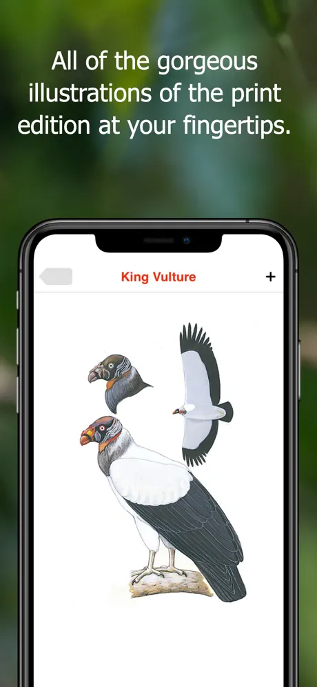 Birds of Ecuador - Field Guide