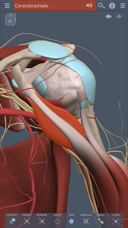Shoulder: 3D Real-time