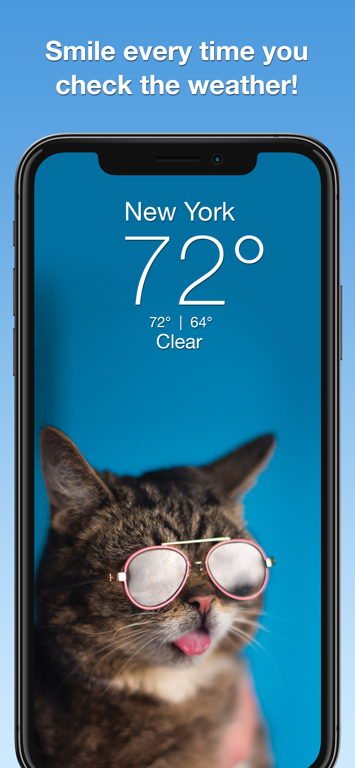 Lil BUB Cat Weather Report