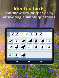 Bird Id - British Isles birds iPad image 4