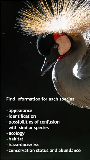 Screenshot von The Golden Safari Guide auf dem iPhone 9