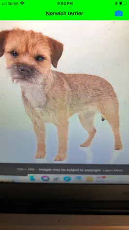 Game screenshot DoggZam! apk