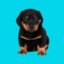 Get Dog Expressions for iOS, iPhone, iPad Aso Report