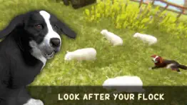 silly sheep run- farm dog game iphone screenshot 2