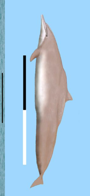 Dolphins and Whales(圖4)-速報App
