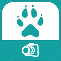 Les chiens en photos pour PC