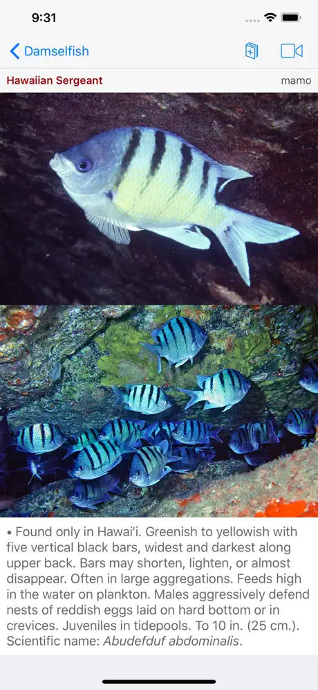 Scuba Fish Hawaii