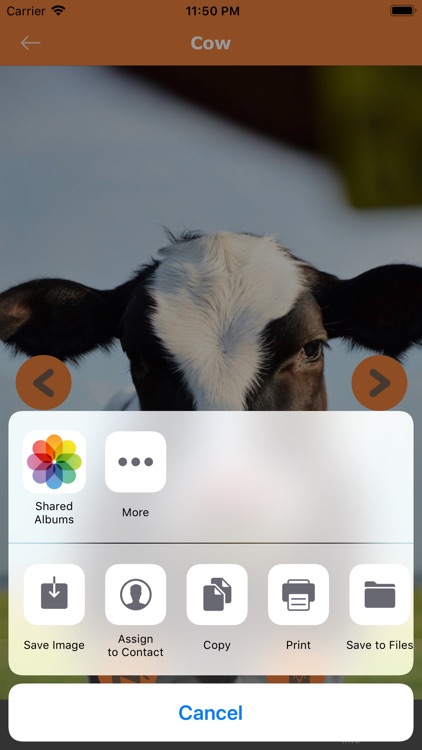 Pari Animal Sound screenshot-4