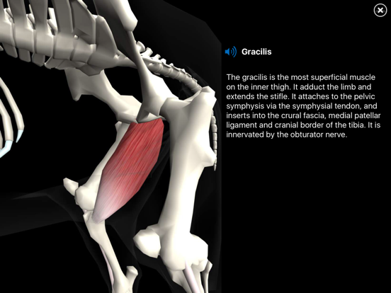 Horse Anatomy: Equine 3D iPad app afbeelding 4
