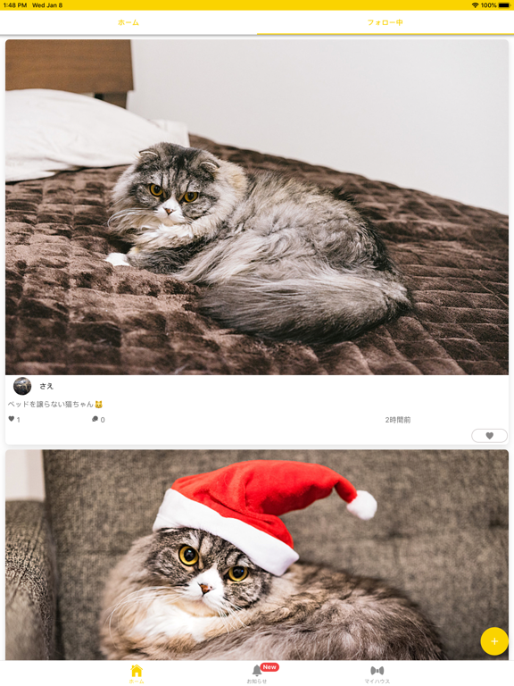 ペットじまん iPad screenshot 3 - Social Networking app