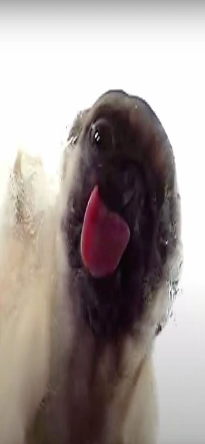 Puppy Screen Cleaner