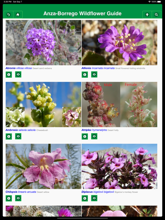 Anza-Borrego Wildflower Guide iPad screenshot 5 - Education app