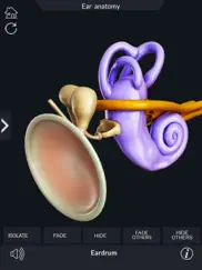 my ear anatomy ipad resimleri 4