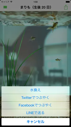 The Marimo screenshot 2