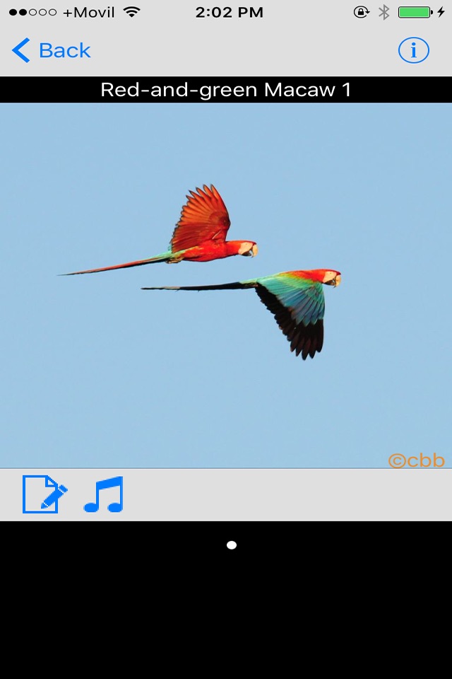 Panama Birds Field Guide Basic screenshot 2