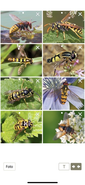 NABU - Insektenwelt(圖7)-速報App