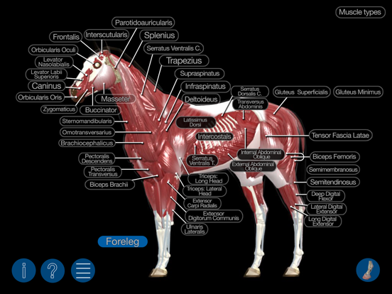Horse Anatomy: Equine 3D iPad app afbeelding 2