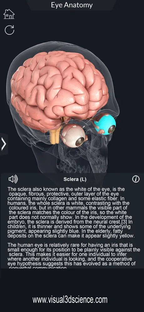 My Eye Anatomy
