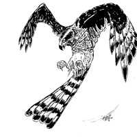 BC iSpecies Goshawk