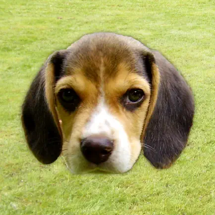 Bark - Dog Sounds Cheats