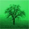 With the help of this app, you can easily determine a conifer
