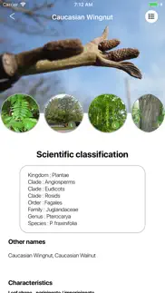 deciduous trees problems & solutions and troubleshooting guide - 4