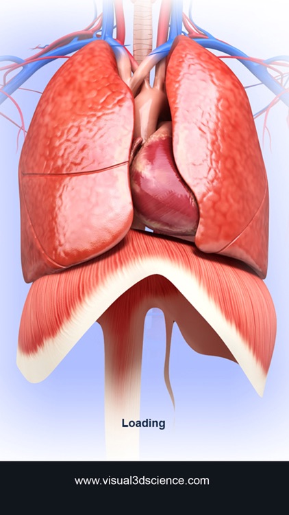 My Respiratory System Anatomy