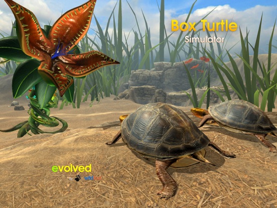 Screenshot #5 pour Box Turtle Simulator
