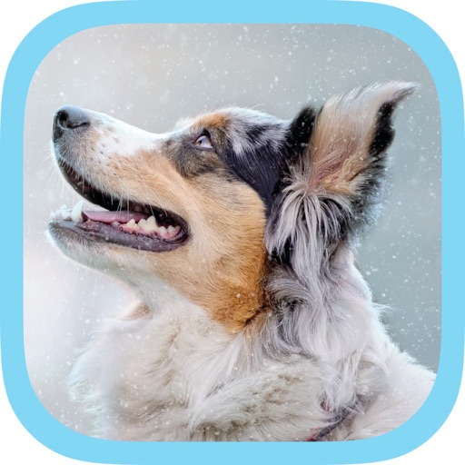 FECAVA 2019 Download