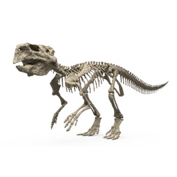 Famous Fossil