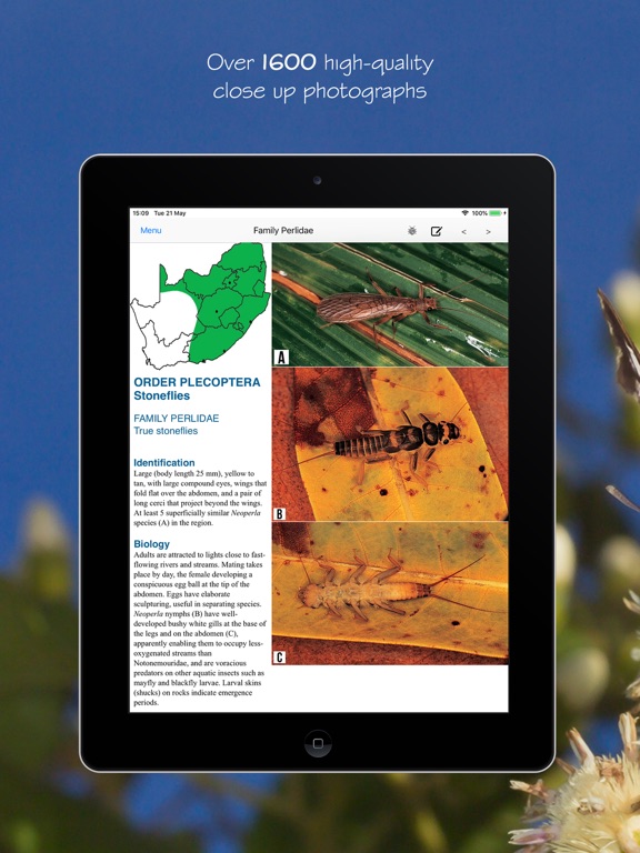 Screenshot #5 pour eInsects of South Africa
