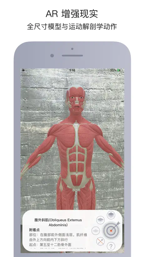 运动解剖
