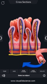 My Digestive System Anatomy screenshot