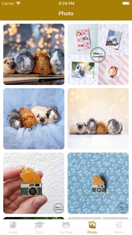 Guinea Pig Everything screenshot-4