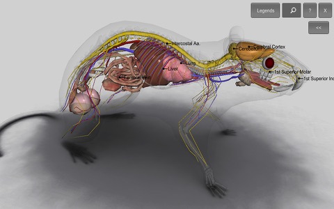 3D Rat Anatomyのおすすめ画像4