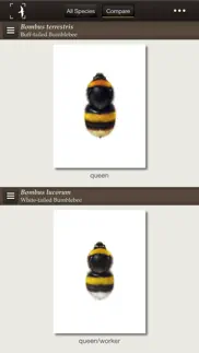 british & irish bumblebees iphone screenshot 2