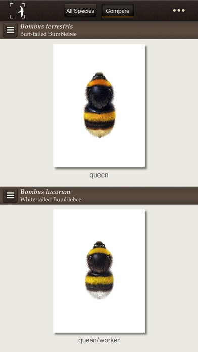 British & Irish Bumblebeesのおすすめ画像2
