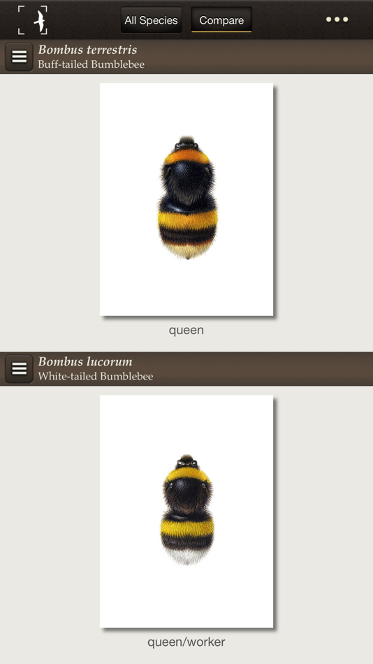 #2. British & Irish Bumblebees (iOS) 由: NatureGuides Ltd.