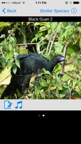 Game screenshot Costa Rica Birds Basic apk