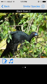 Costa Rica Birds Basic screenshot