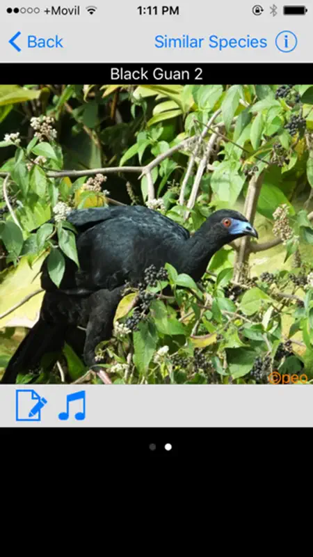 Costa Rica Birds Basic screenshot 2 of 4